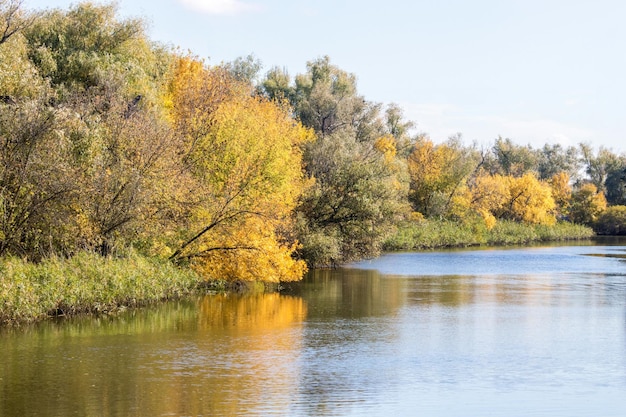 Gele bomen in de herfst bij de rivier