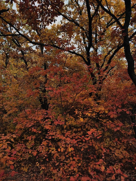 Gele bomen in herfstbos