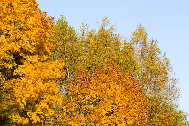 gele bomen in het park