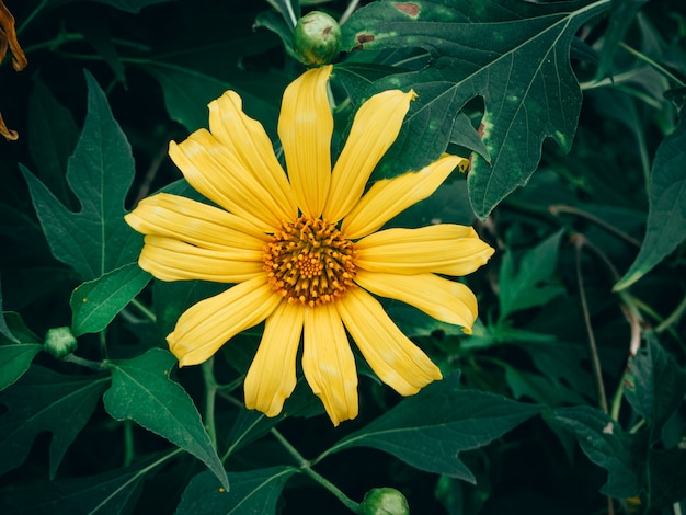 Gele boom goudsbloem