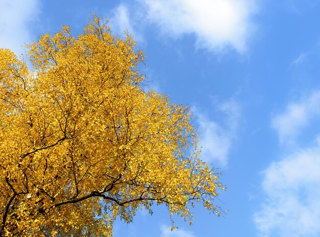 Gele boom in de herfst op een achtergrond van blauwe lucht