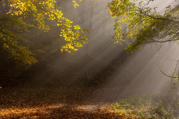 Foto gele boom langs de weg in het bos