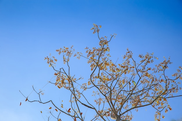 Gele boom tegen blauwe hemel met wolken.