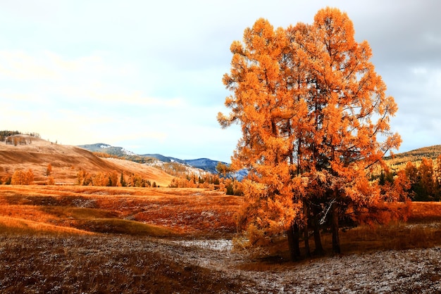 gele boomkroon achtergrond top, herfstbladeren majestueus