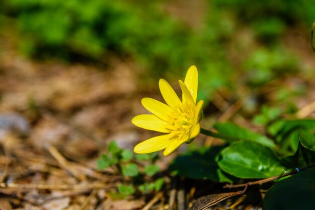 Gele boterbloem in een bos in de vroege lente