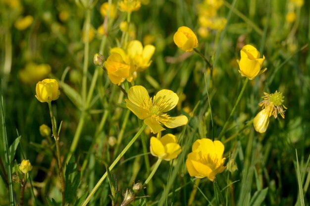 Gele boterbloem wilde bloemen in de wei