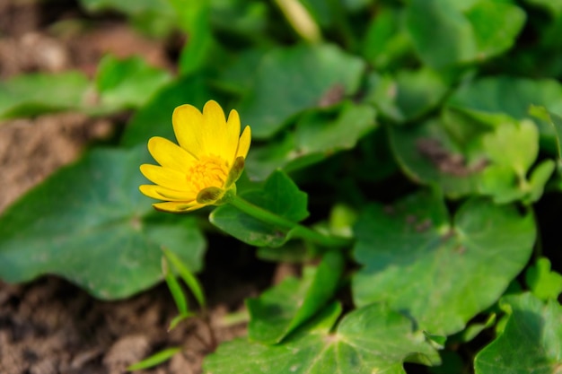 Gele boterbloemen op de weide