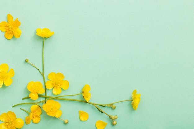 Gele boterbloemen op groenboekachtergrond