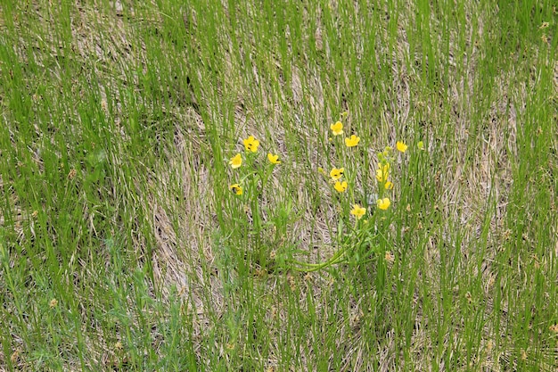 gele boterbloemen