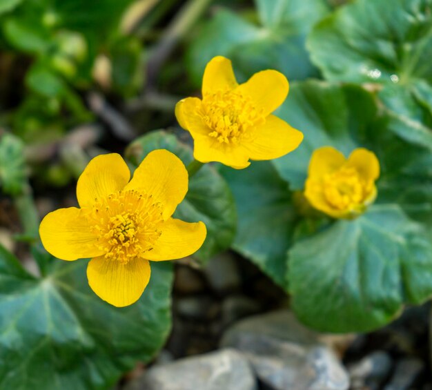 gele boterkoekbloemen