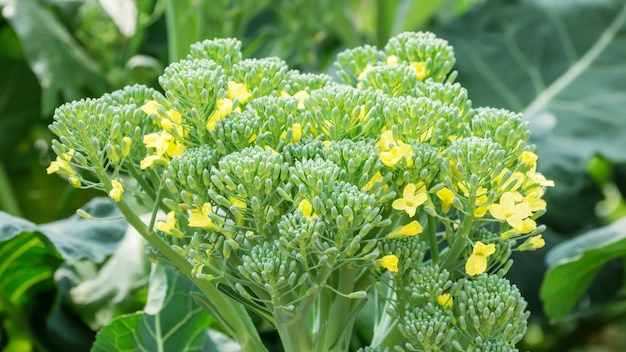 Gele broccolibloem in de moestuin.