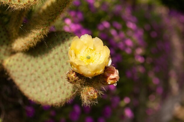 Gele cactusbloem