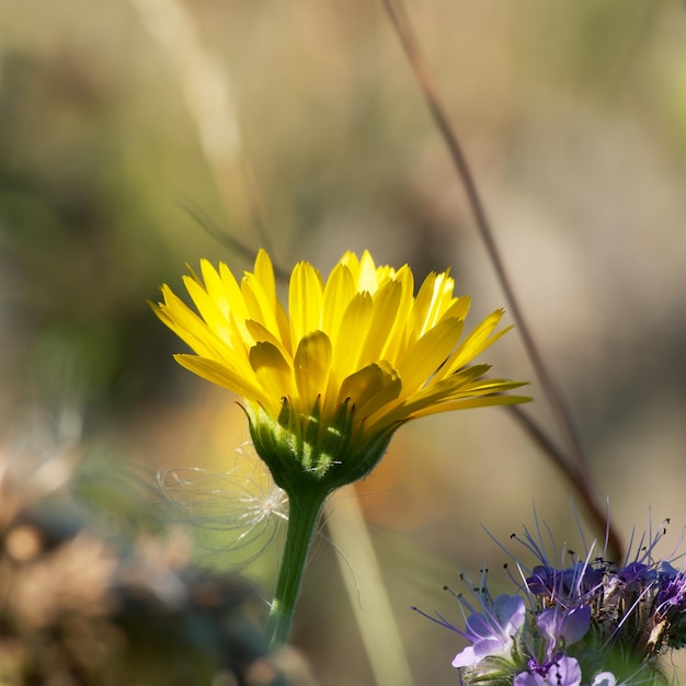 gele calendula bloem in het veld