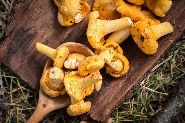 Gele cantharelpaddestoelen op lijst. Gourmet eten