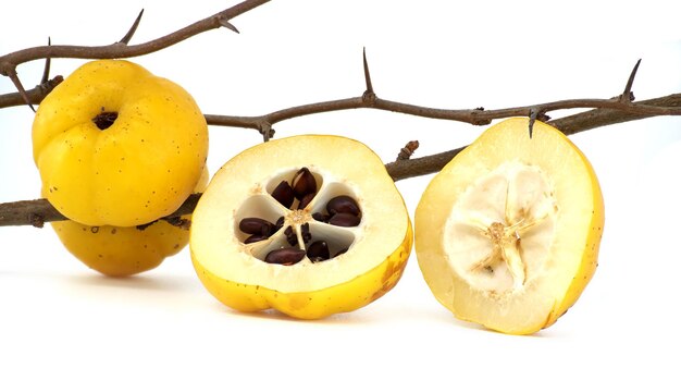Gele Chaenomeles-vruchten op bladloze netelige tak