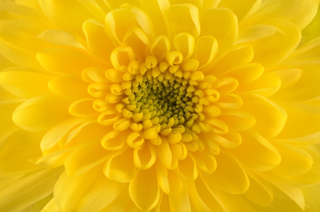 Gele chrysant close-up