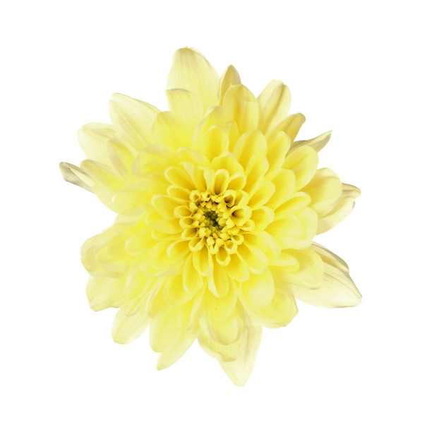 Gele chrysant die op wit wordt geïsoleerd