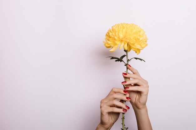 Gele chrysant in een vrouwelijke handen met rode manicure