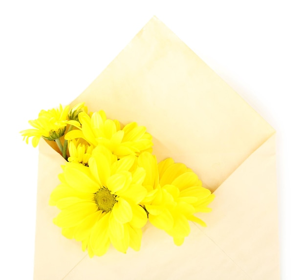 Gele chrysant in envelop, geïsoleerd op wit