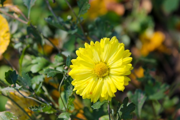 Gele chrysant