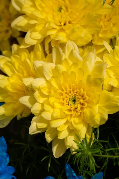 Gele chrysanten op een wazige achtergrond close-up Mooie heldere chrysanten bloeien in de herfst in de tuin