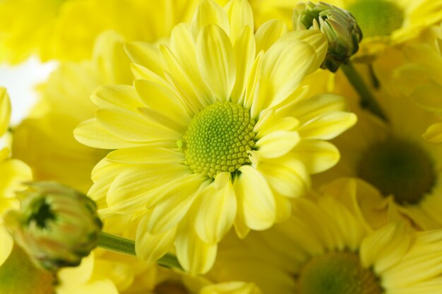 Gele chrysanten over de hele achtergrond, close-up.