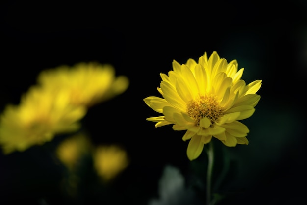 Gele chrysanten zijn in het wild