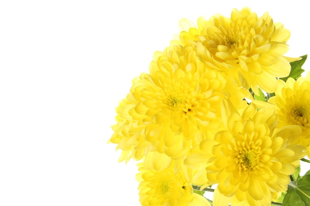 Gele chrysanten