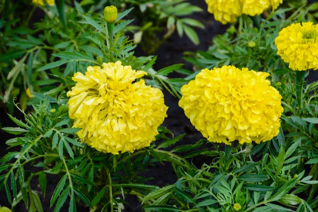 Gele chrysantenbloem in de tuin. Oeljanovsk, Rusland.