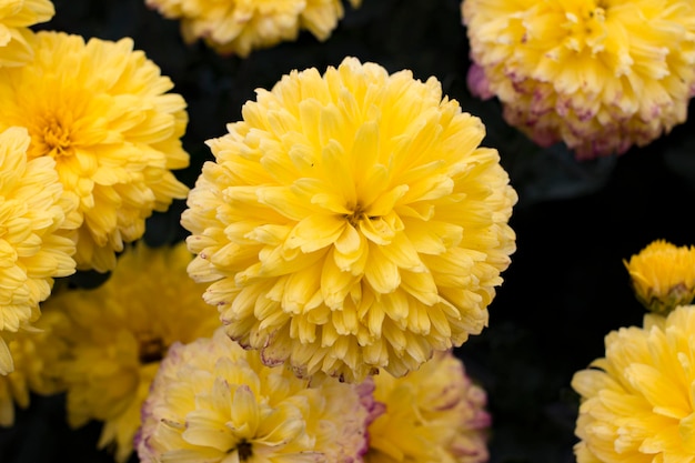 Gele chrysantenbloemen in de tuin