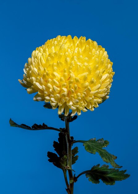 Gele chrysanthemumbloem op een blauwe achtergrond Bloemkop close-up