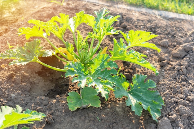 Gele courgettebloem en groen blad in de tuin.