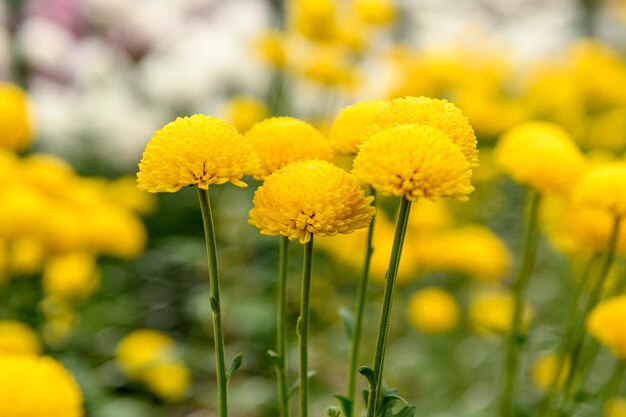 Foto gele craspedia bloemen er zijn veel bloemen in de natuur in de zomer