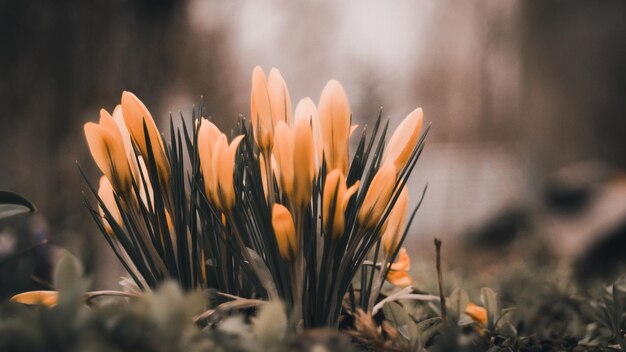 Gele crocus bloemen