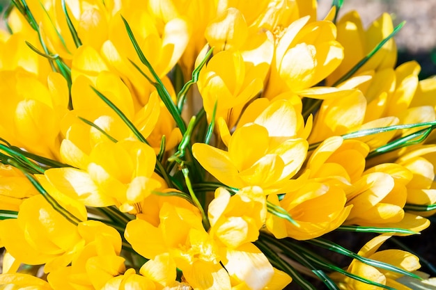 Gele crocus bloemen