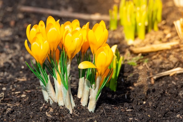 Gele crocus bloemen