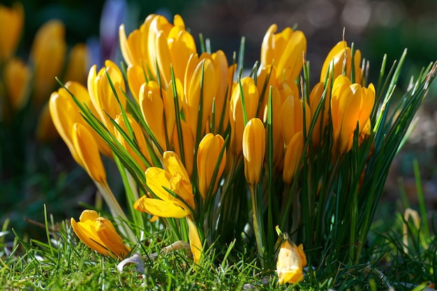 Gele crocus flavus bloemen groeien in een tuin of bos buiten in de zon Close-up van een mooie bos bloeiende planten met levendige bloemblaadjes en gesloten knoppen die in de lente in de natuur bloeien