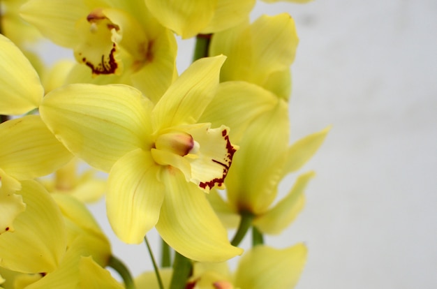 Gele cymbidium arrangement