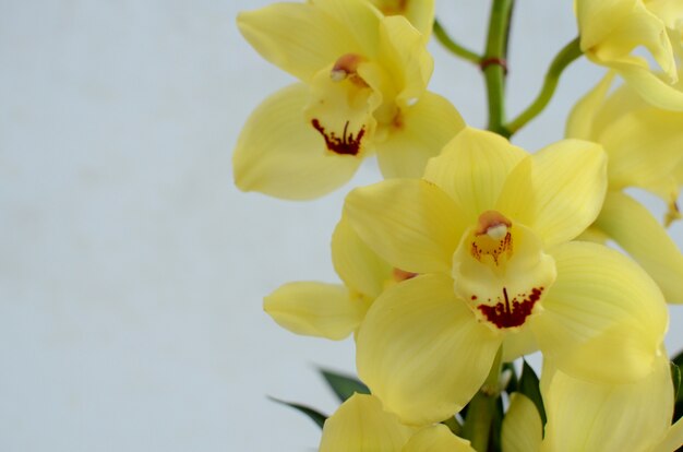 Gele cymbidium op witte bakcground