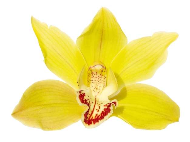 Gele cymbidium orchidee bloem geïsoleerd op witte achtergrond Cymbidium devonianum