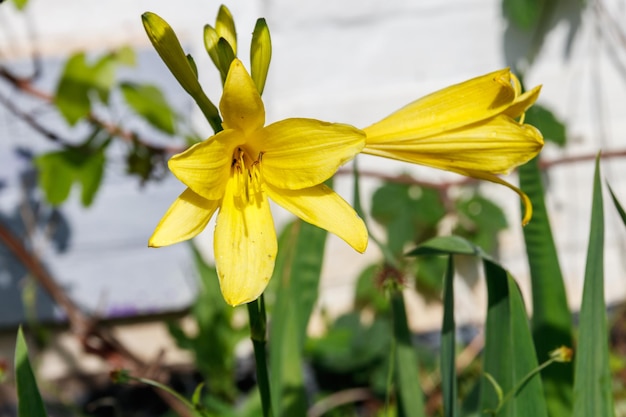 Gele daglelie Hemerocallis lilioasphodelus in een tuin