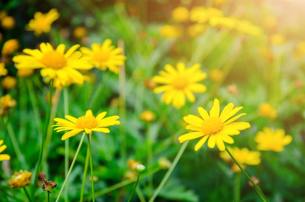 Gele Dasie-bloem met groene bladachtergrond