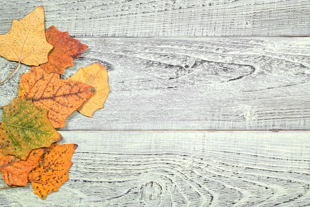 Foto gele de herfstbladeren op een lichte oude houten achtergrond