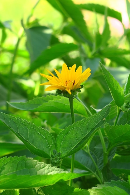 gele decoratieve mini-zonnebloem die in een tuinbed groeit