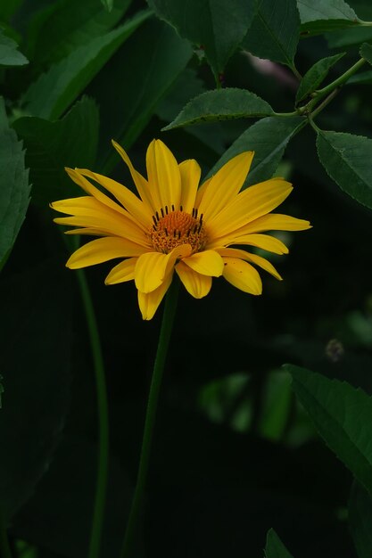 Gele decoratieve mini-zonnebloem die in een tuinbed groeit