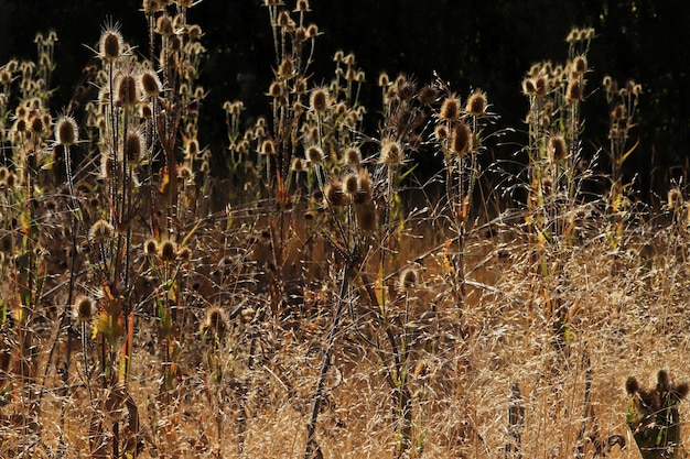 Gele distels in de herfst