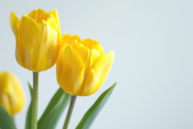 Gele dubbele bloem tulpen op witte achtergrond