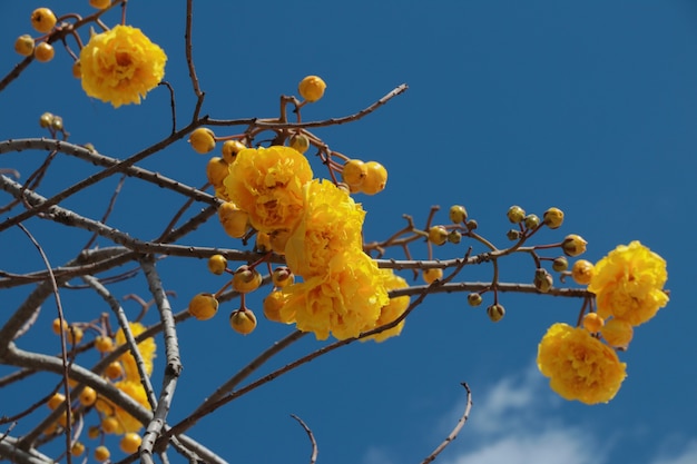 Gele dubbele bloemen op de takken van de mierenboom Tabebuia aurea tegen de blauwe hemel.