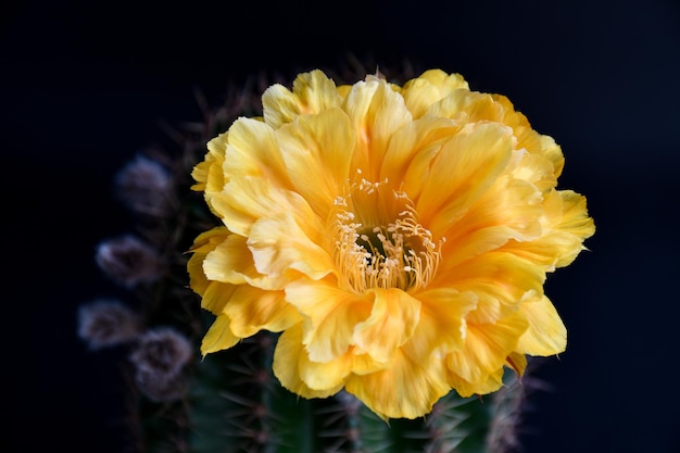 Gele Echinopsis hybride bloem op donkere achtergrond