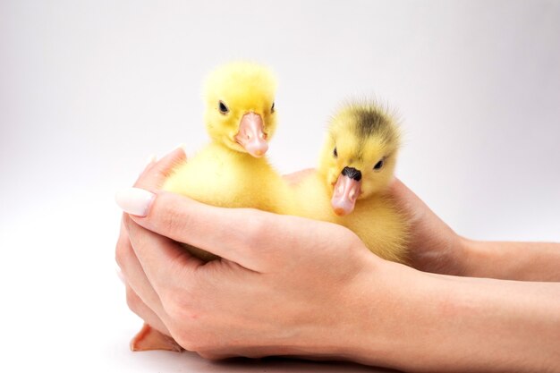 Gele eendjes in kinderhanden op wit